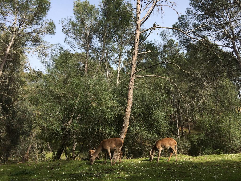 La Cerca Del Alcornoque Casas de Belvis Exterior foto